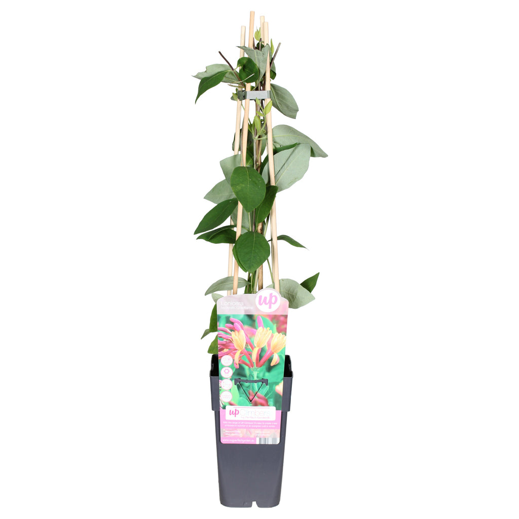 geißblatt lonicera heckrottii goldflame Lonicera heckrottii 'Goldflame' kaufen | Schnelle Lieferung nach Hause