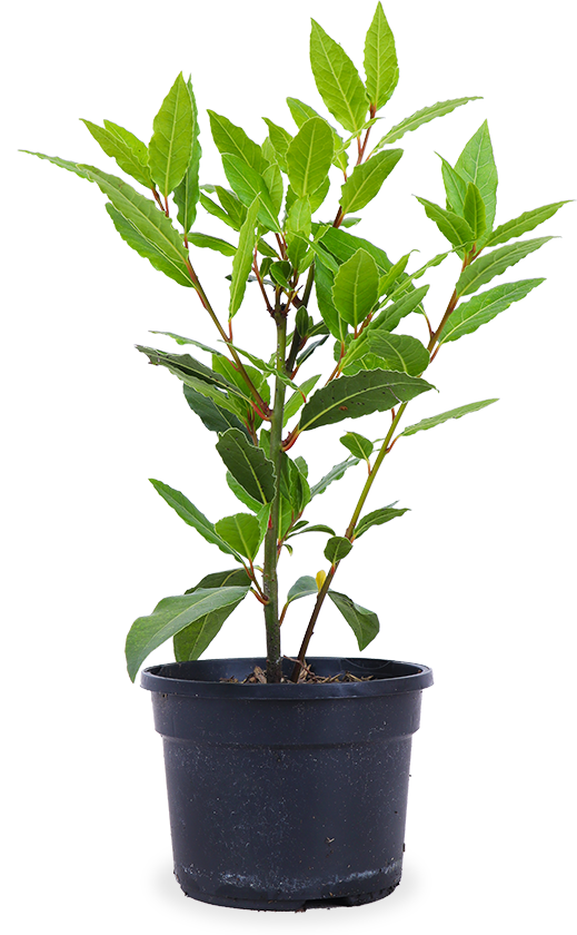 Lorbeer (Laurus nobilis) – Plantsome