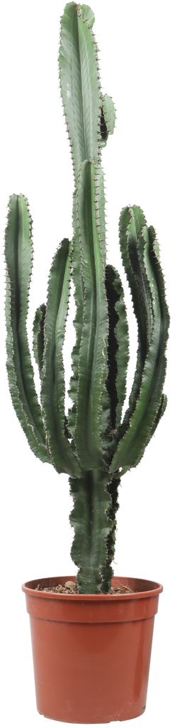 Euphorbia erytrea (Wolfsmilchkaktus) kaufen