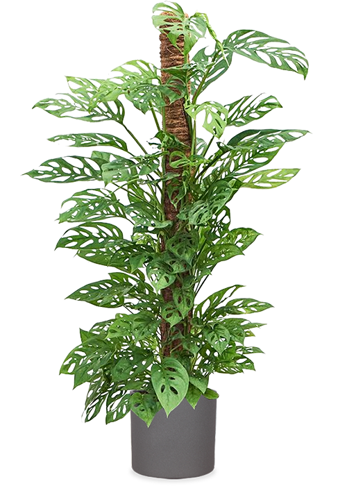 Monstera adansonii (Monkey leaf) (L) kaufen
