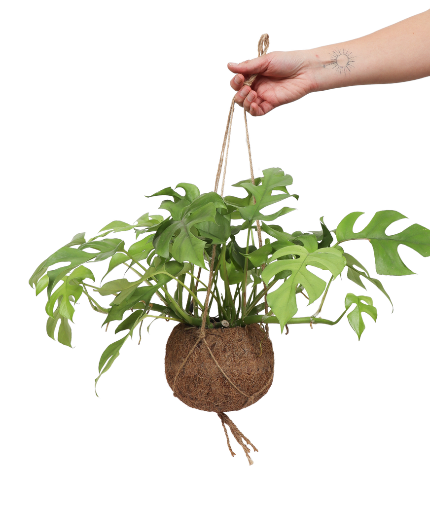 monstera minima kletterpflanze Rhaphidophora tetrasperma (Monstera minima) kaufen
