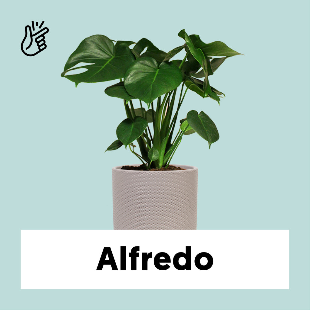 Monstera deliciosa (Fensterblatt) kaufen | Plantsome