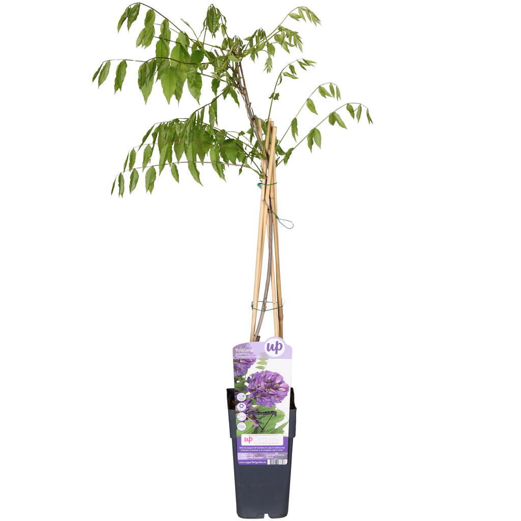wisteria hochstamm kaufen Blauregen (Wisteria frutescens) kaufen | Schnelle Lieferung nach Hause