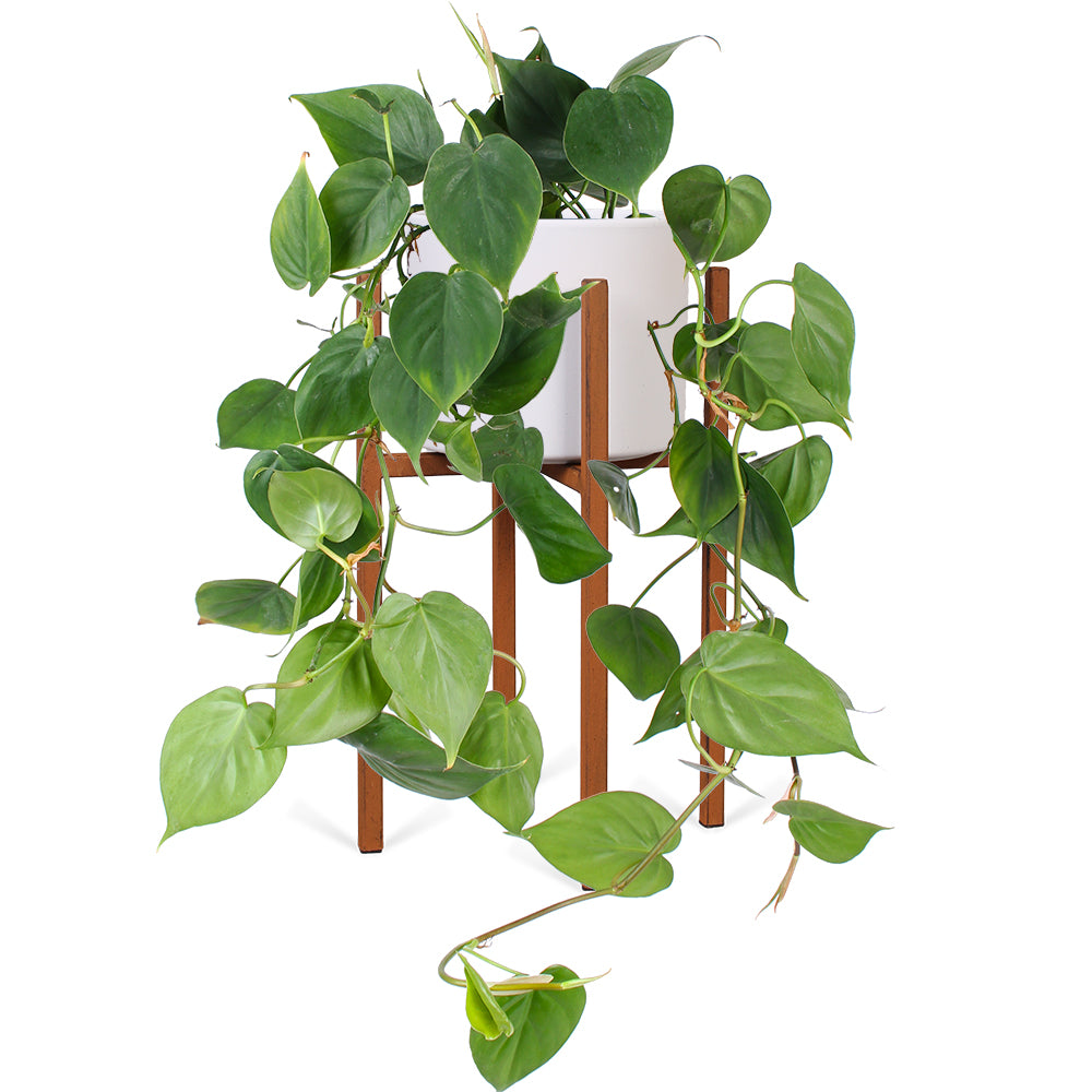 philodendron scandens pflege Philodendron scandens kaufen