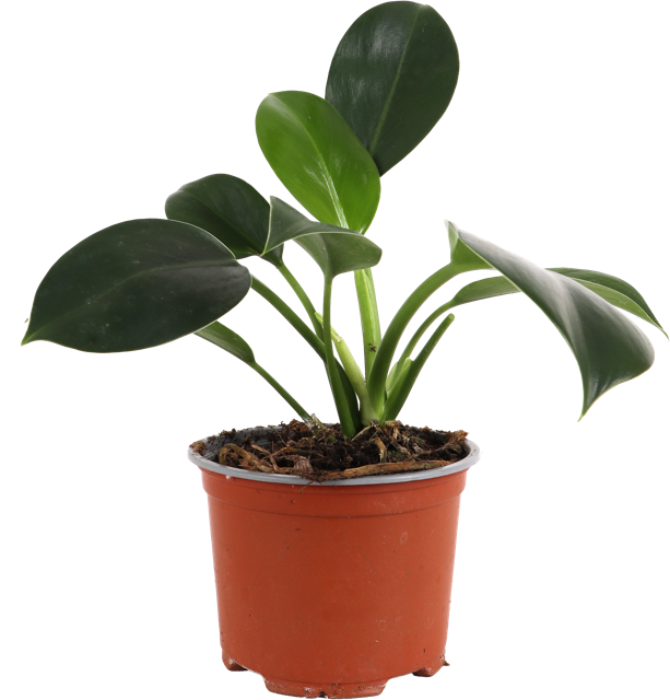Philodendron Florida Green (Baumfreund) kaufen