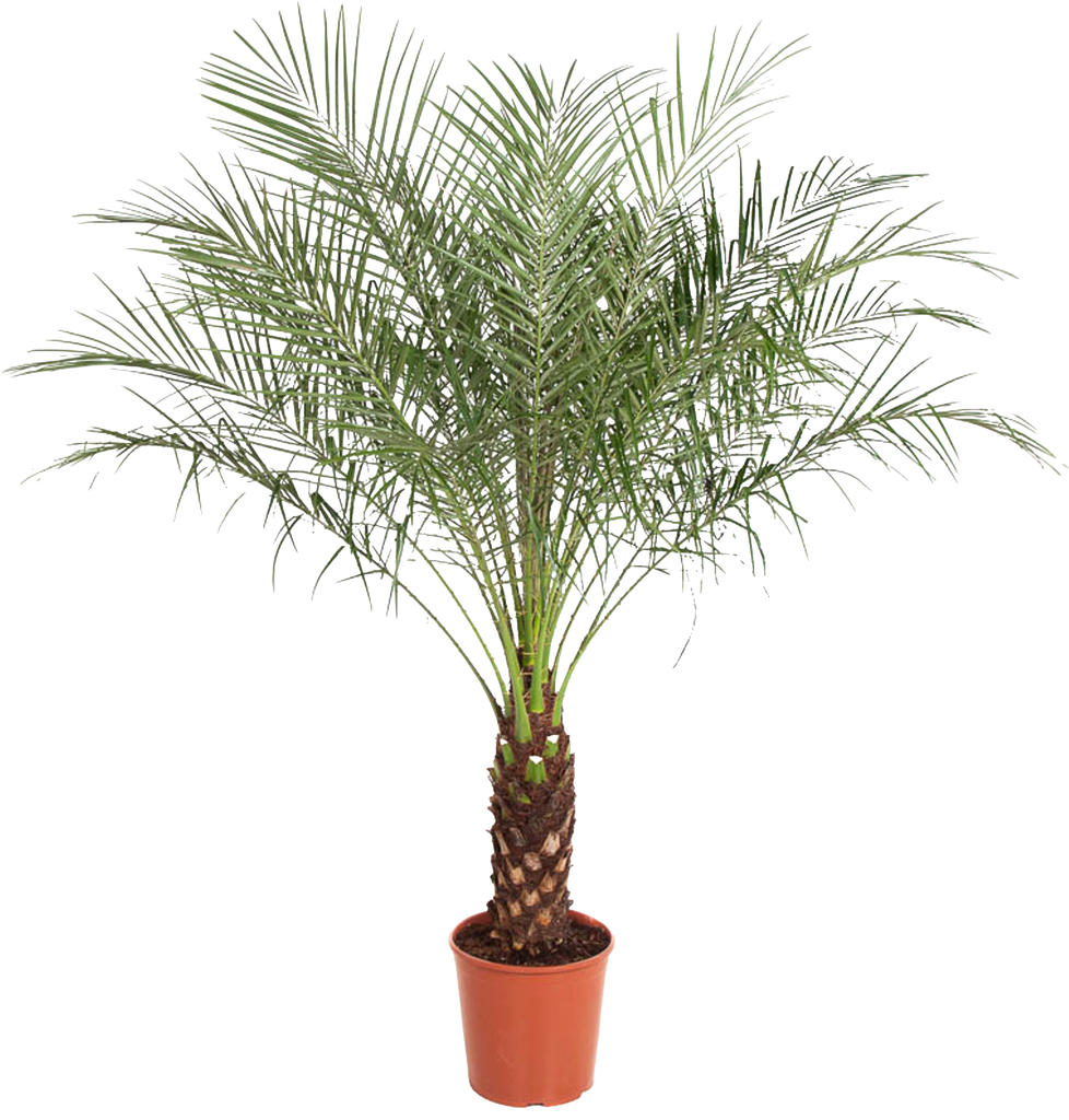 Phoenix roebelenii (Dattelpalme) (140cm) kaufen | Schnelle Lieferung nach  Hause