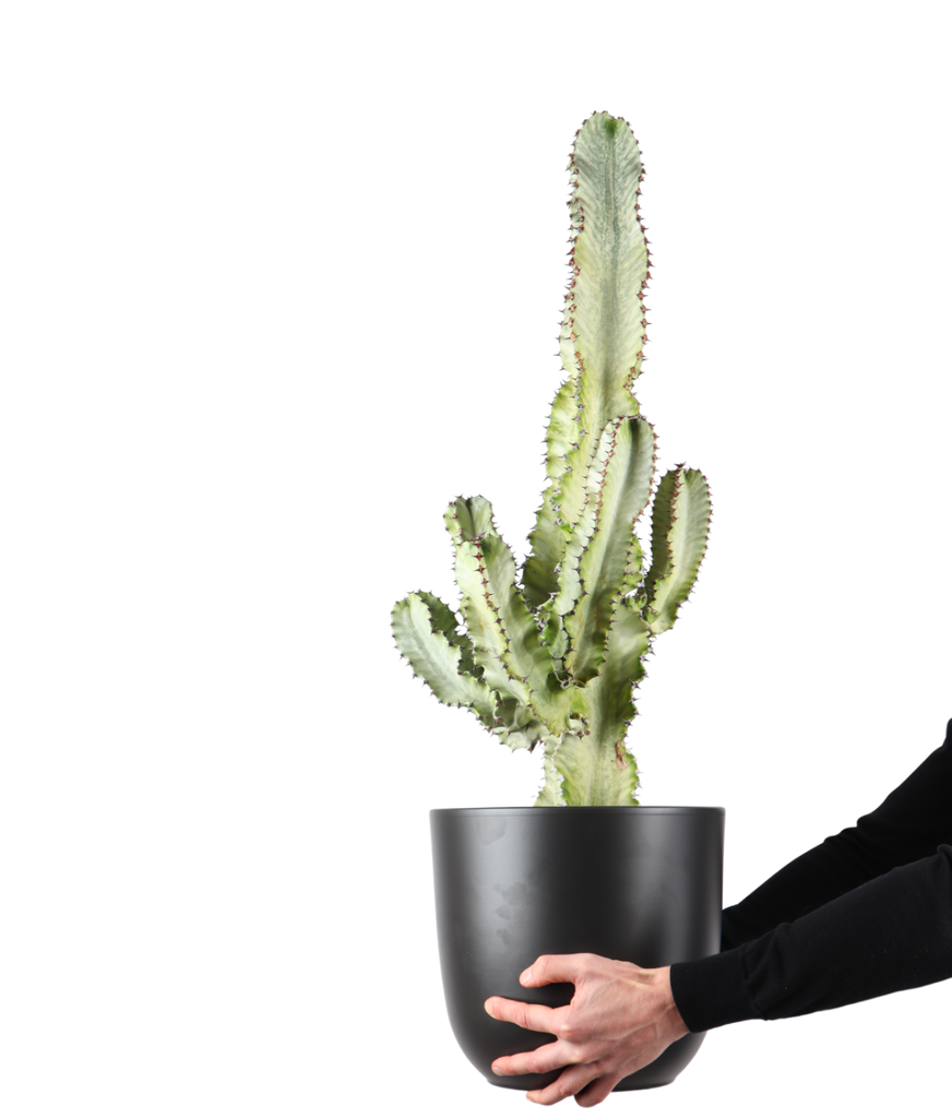 Euphorbia marmorata (Wolfsmilch) kaufen