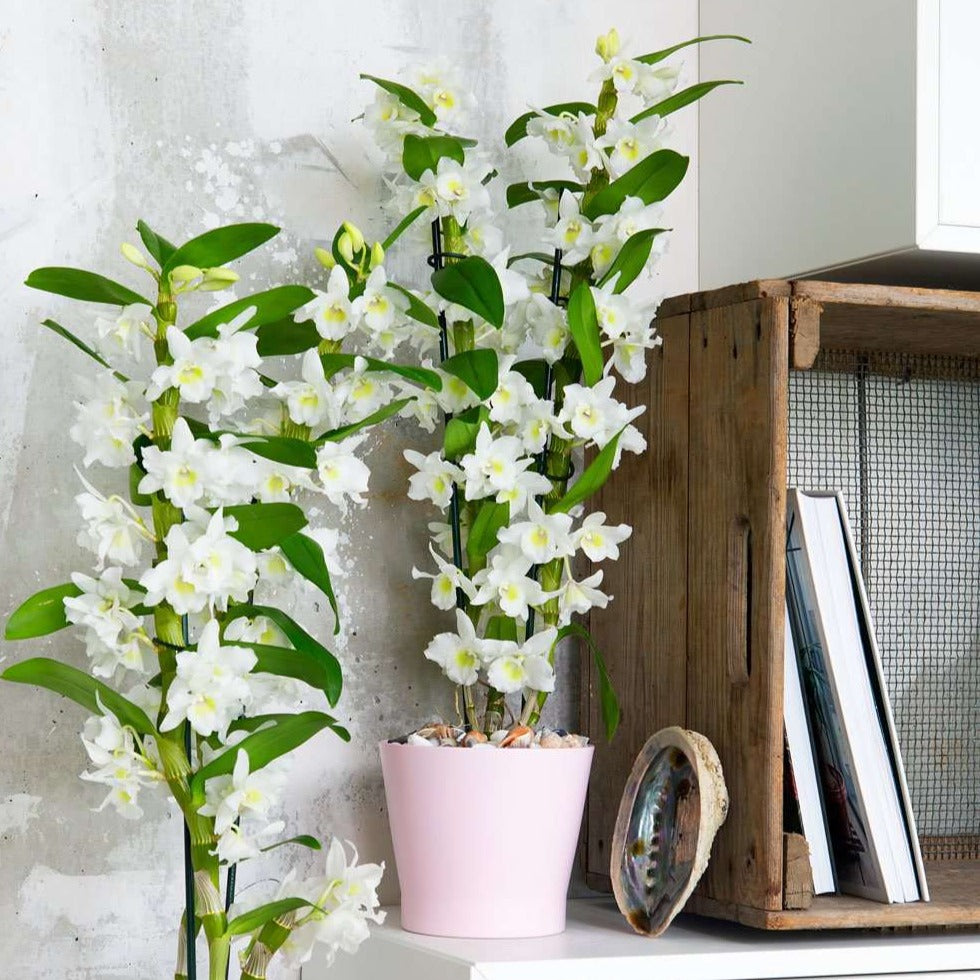 Dendrobium