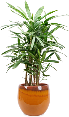 Rhapis excelsa (Steckenpalme) (L)