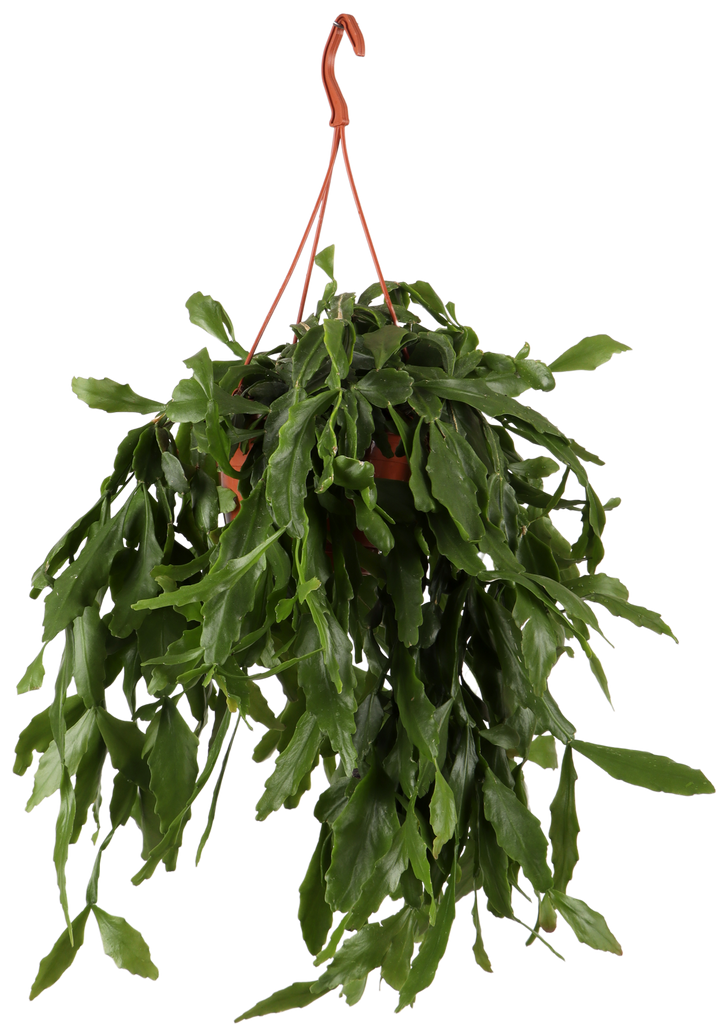 Rhipsalis Crispata Rutenkaktus Kaufen Plantsome rhipsalis-crispata-rutenkaktus-kaufen-plantsome