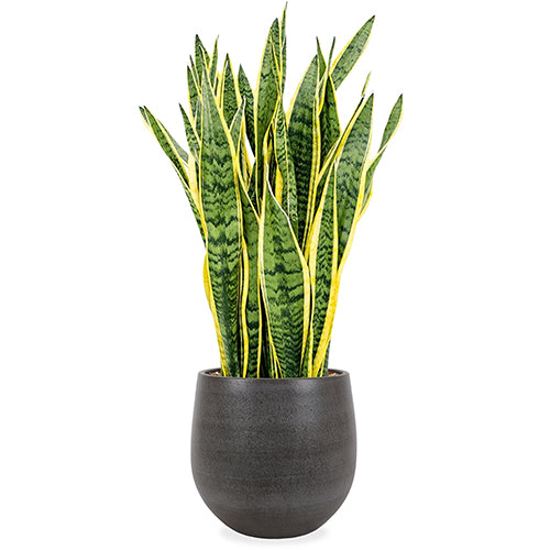 Sansevieria Laurentii (Bogenhanf) | 90 cm