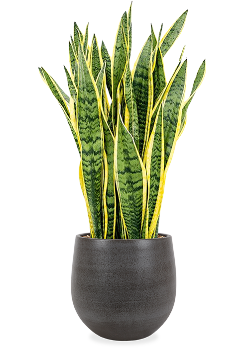 Sansevieria Laurentii (Bogenhanf) | 90 cm