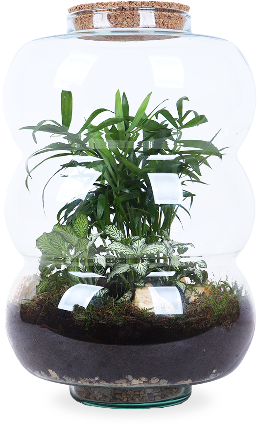 Terrarium Rundungen (Flaschengarten) (L) online kaufen