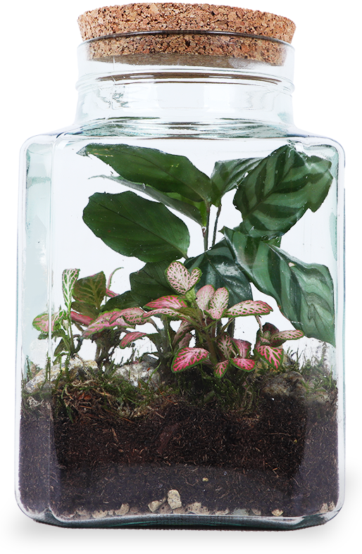 Terrarium quadratisch (Flaschengarten) (S) online kaufen