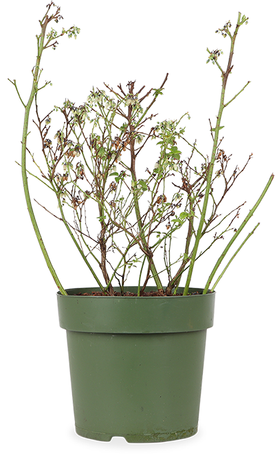 Heidelbeere (Vaccinium corymbosum) (L)