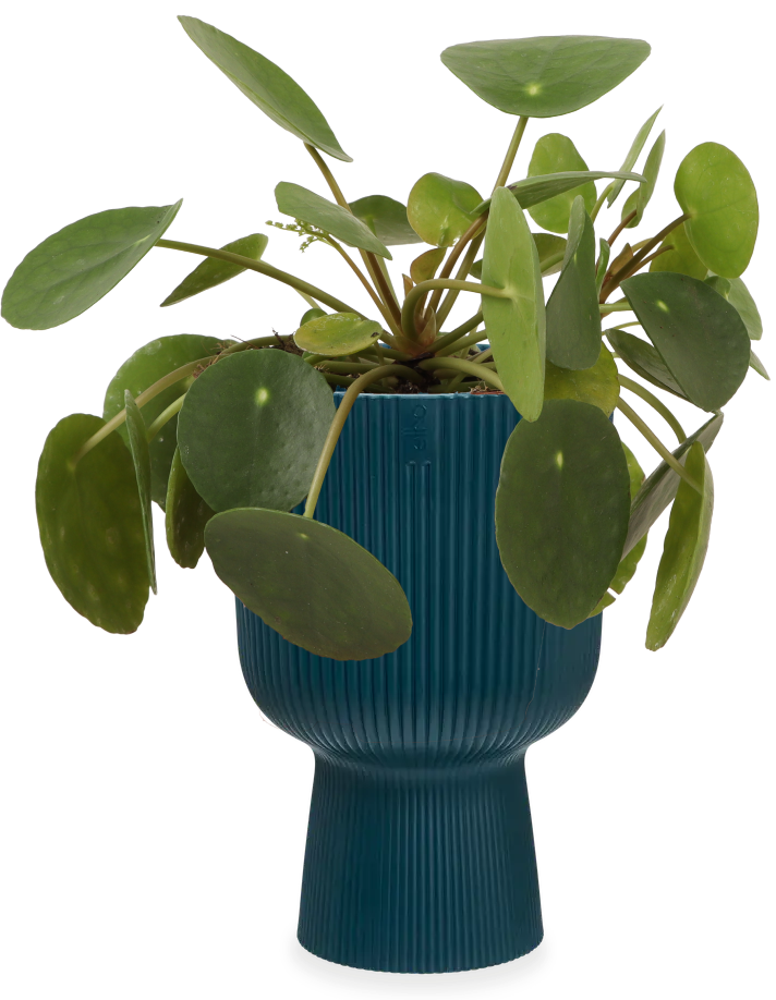 zimmerpflanzen pilea Pilea Peperomioides (Glückstaler) | Marco | 20 cm