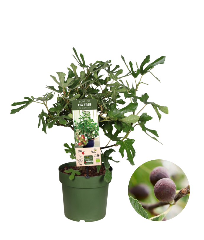 Ficus carica (Feige) (M) – Plantsome