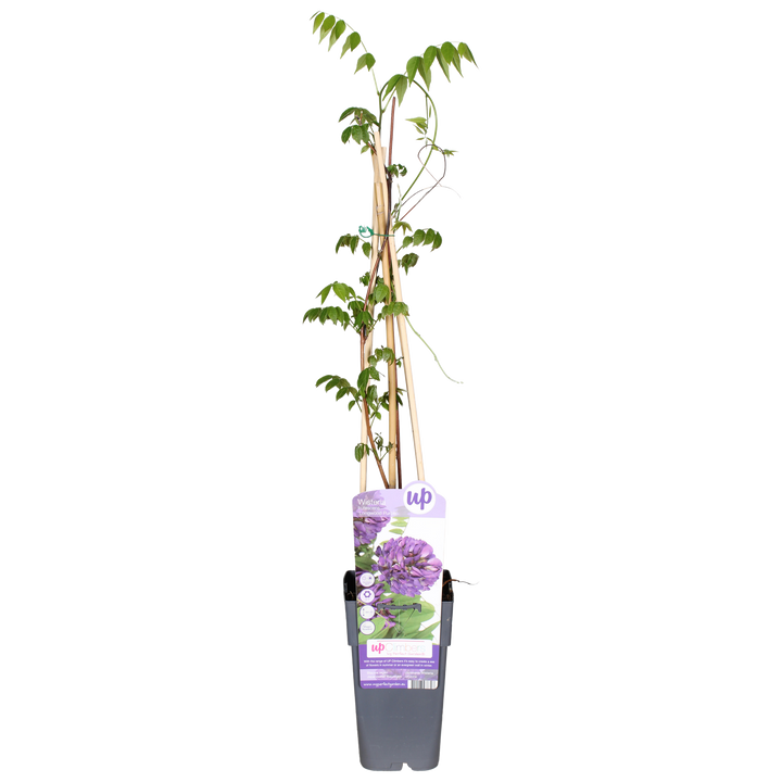 Wisteria frutescens 'Longwood Purple' (Amerikanischer Blauregen) (M)