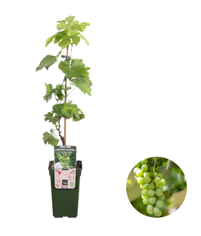 Weiße Traube (Vitis vinifera) (L) Plantsome