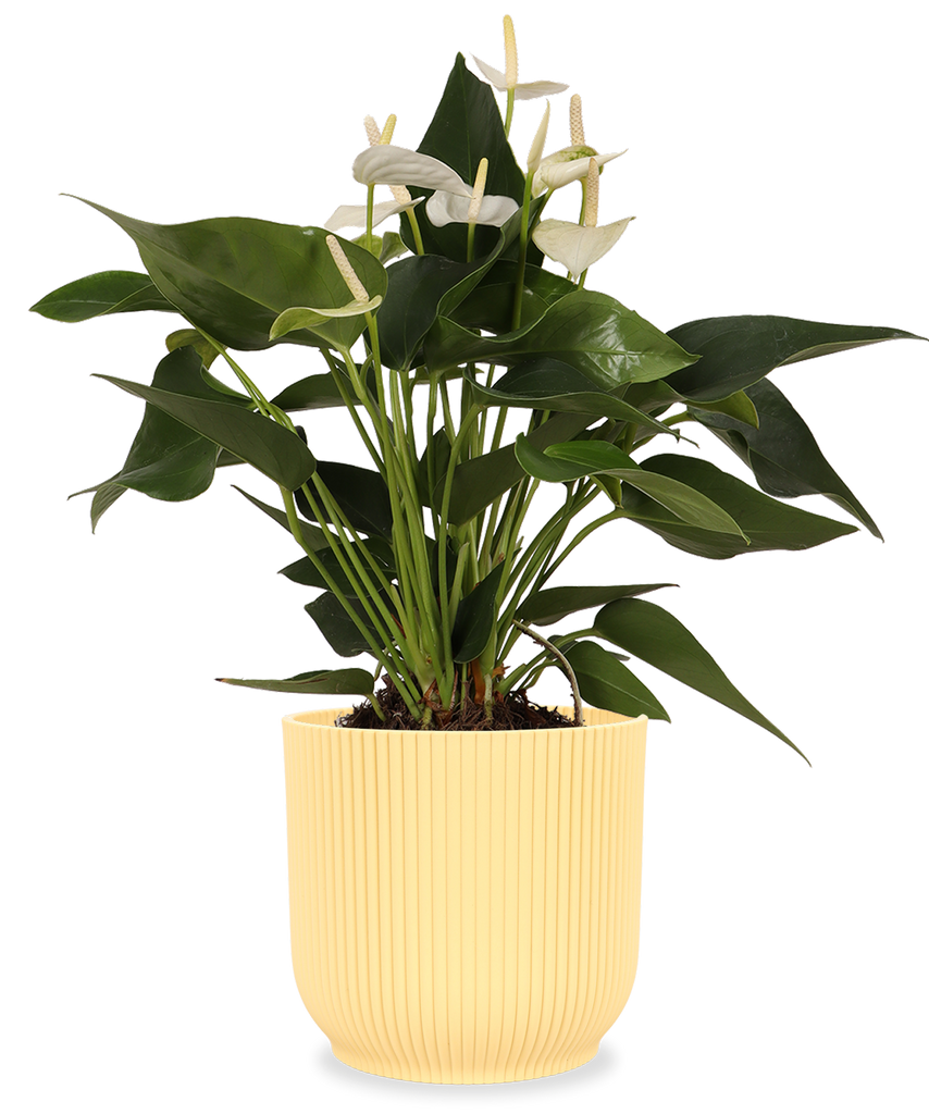 Kaufe Flamingoblume (Anthurium)