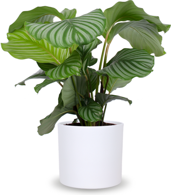 calathea orbifolia obi Calathea Orbifolia kaufen? | Isabella