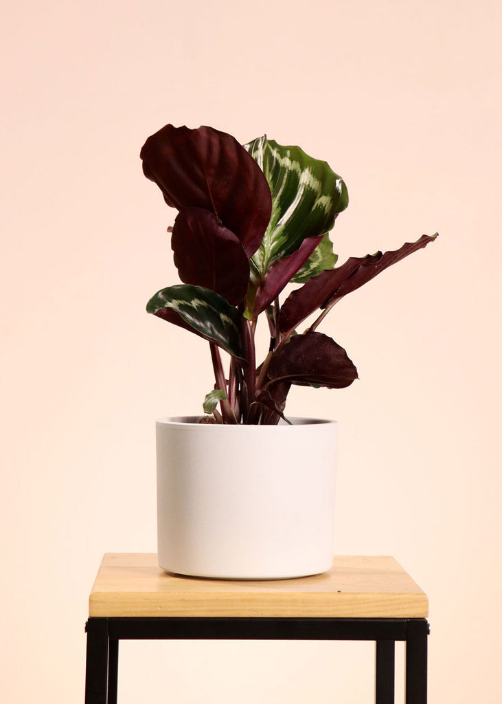Calathea Medallion (Korbmarante) (S) kaufen? | Sophia
