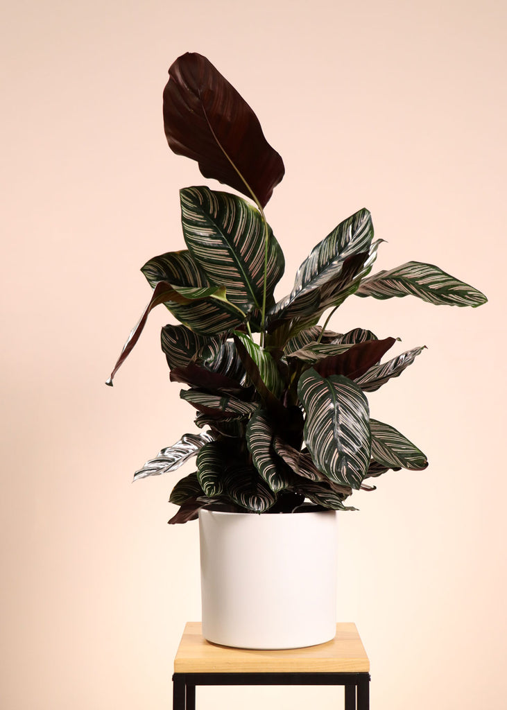 calathea ornata größe Calathea ornata (Korbmarante) kaufen