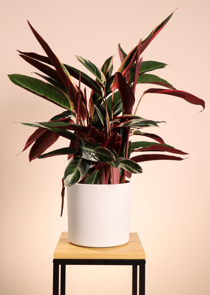 Calathea Triostar kaufen? | Donna