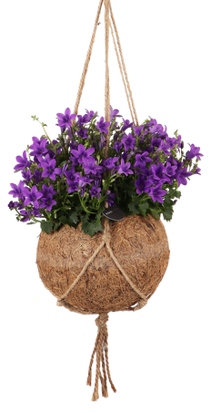 Campanula (Glockenblume) in Kokodama