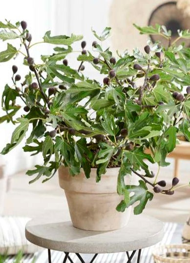 Ficus carica (Feige) (M) – Plantsome
