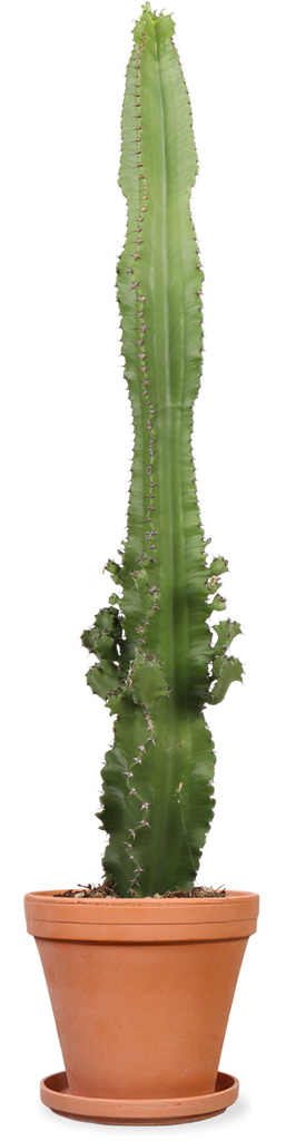 Cactus Euphorbia (M) kaufen? | Bob