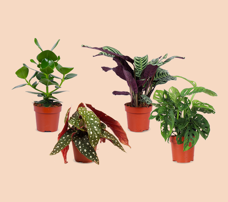 Die Überraschungsbox – 4 Pflanzen – Plantsome