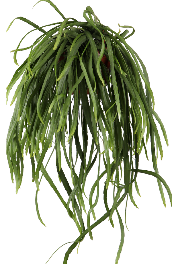 Lepismium bolivianum (Blattkaktus) kaufen
