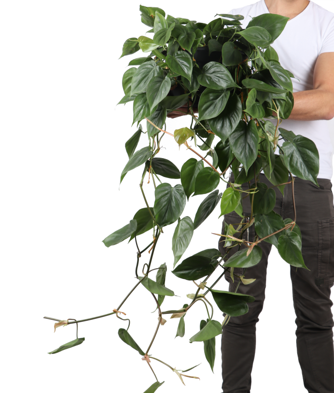 sago palm plant Sago Palm – Adplants main image 1