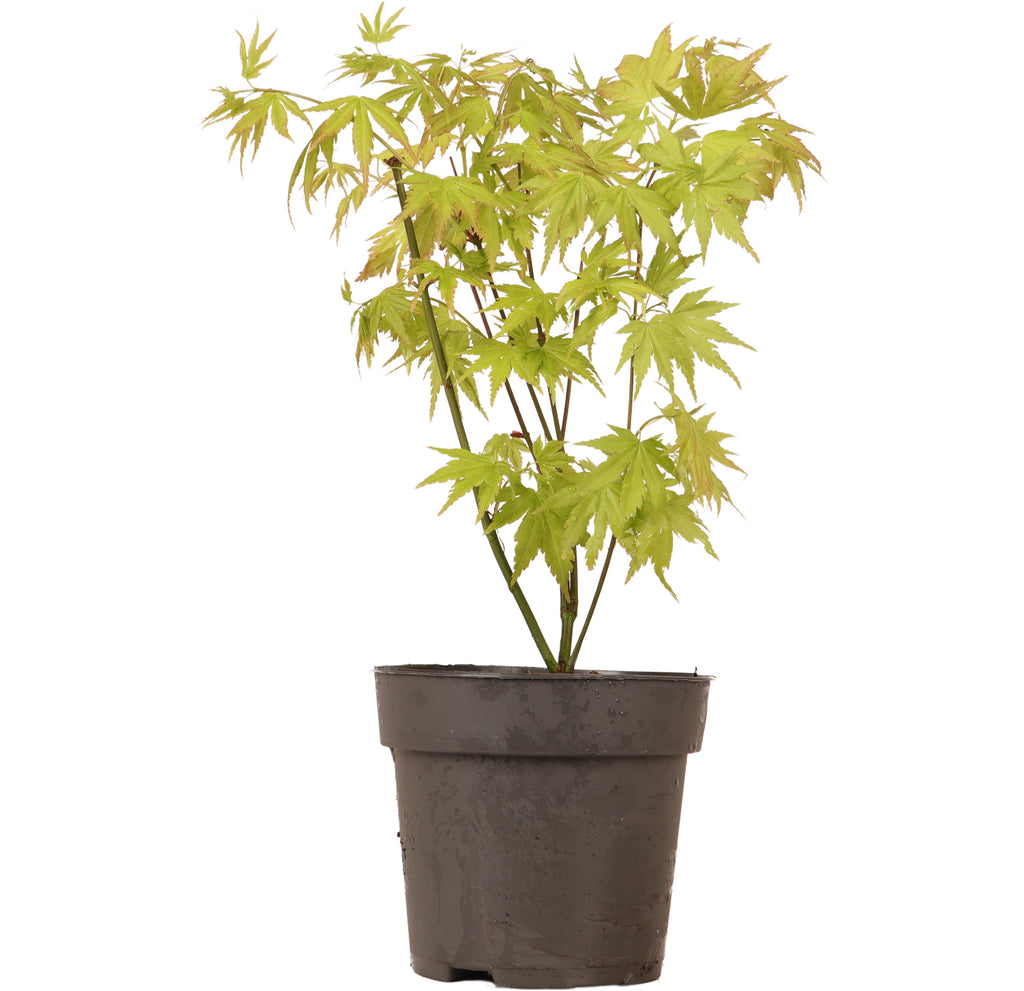 Acer palmatum Orange (Japanischer Fächerahorn) kaufen