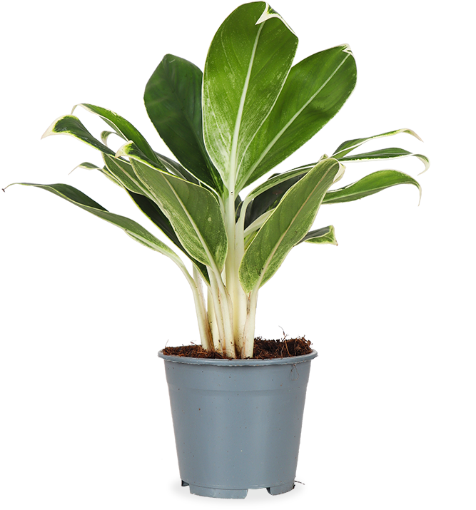 Aglaonema white lime (Kolbenfaden) (S)