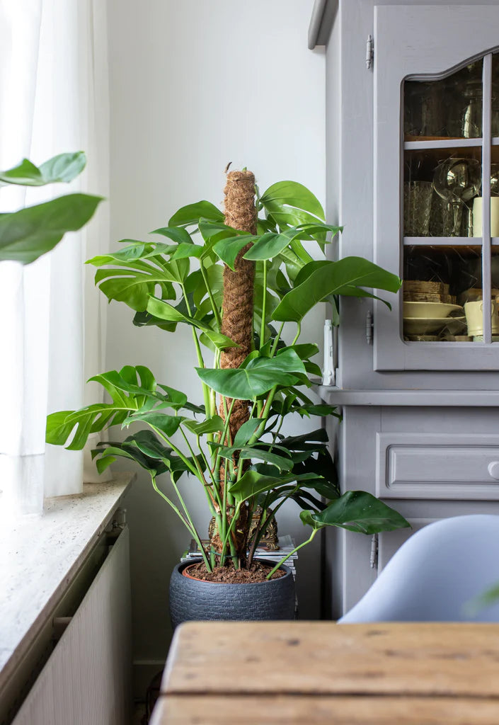 Monstera Pertusum (Fensterblatt) kaufen? | Alfredo