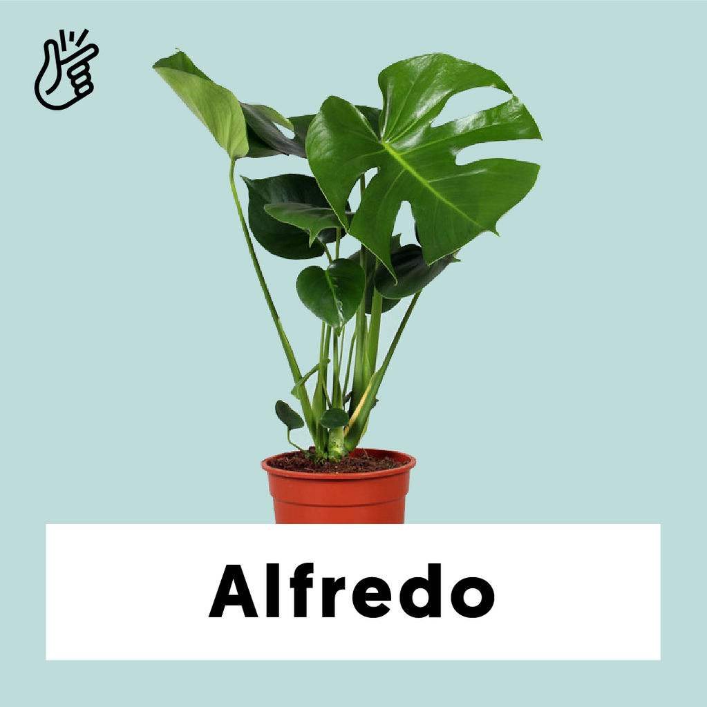 monstera pflanze klein Monstera Deliciosa (Fensterblatt) | 50 cm