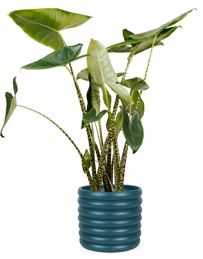 Alocasia Zebrina (Elefantenohr) (L) kaufen? | Ollie