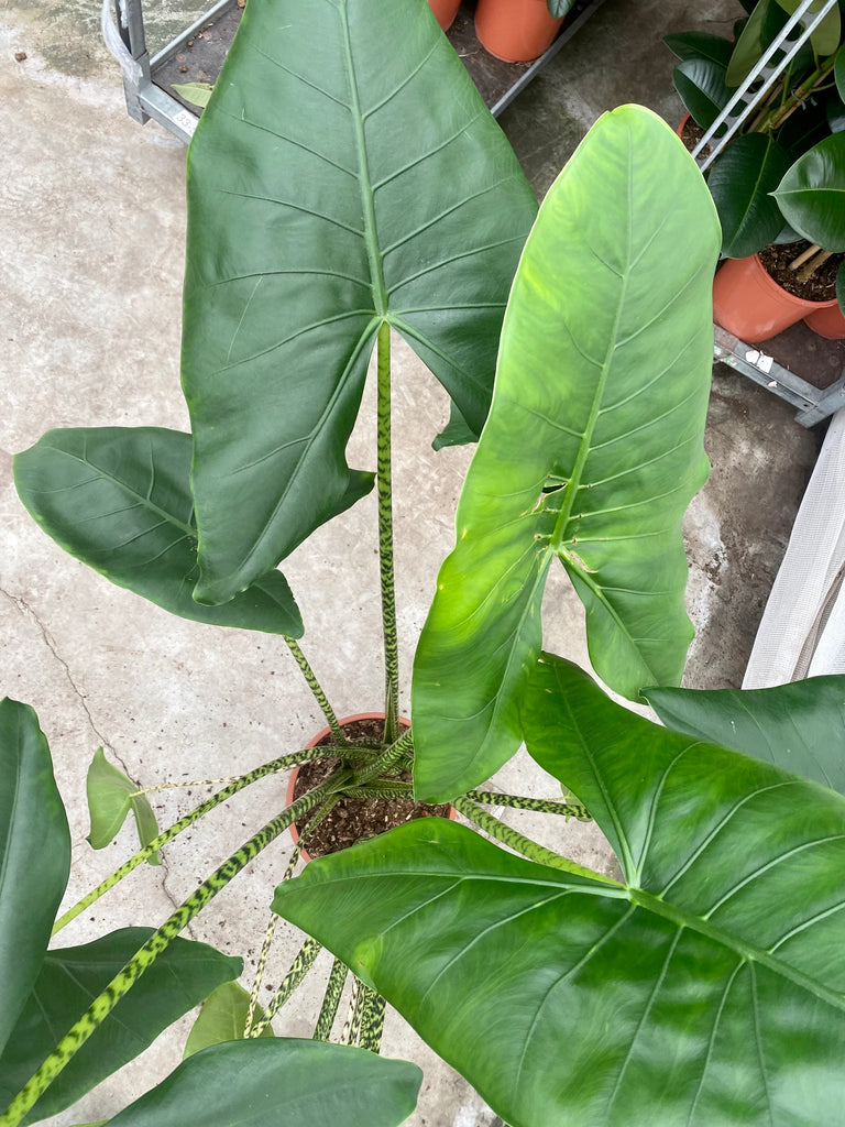 Alocasia Zebrina (Elefantenohr) (L) kaufen? | Ollie