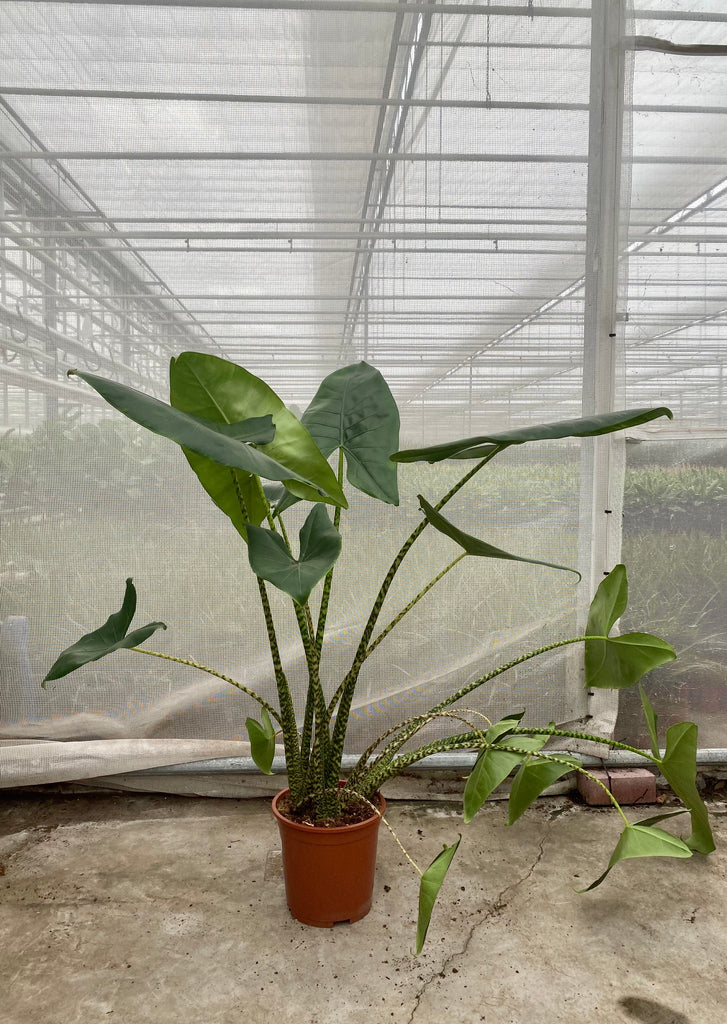 Alocasia Zebrina (Elefantenohr) (L) kaufen? | Ollie
