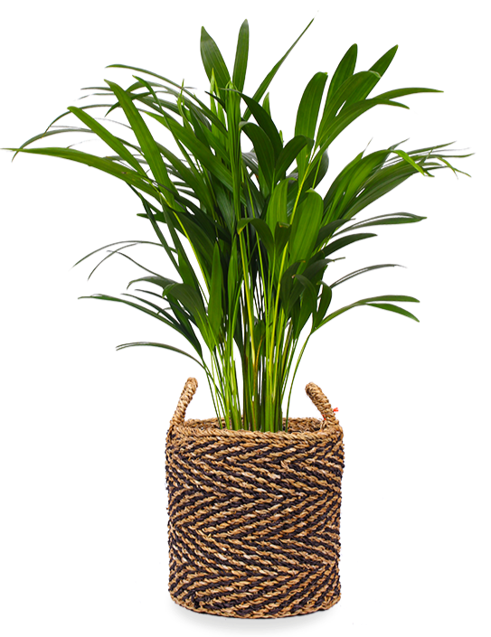 Areca Palme (Goldfruchtpalme) (M) kaufen