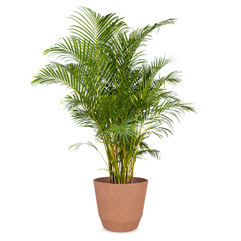 Arecapalme (Goldfruchtpalme) (XL) kaufen