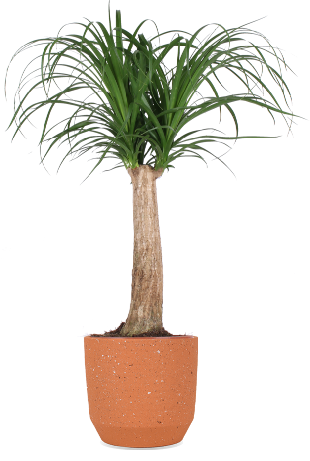 elefantenfuß flaschenbaum beaucarnea recurvata Beacarnea (Elefantenfuß) (M) kaufen? | Javi