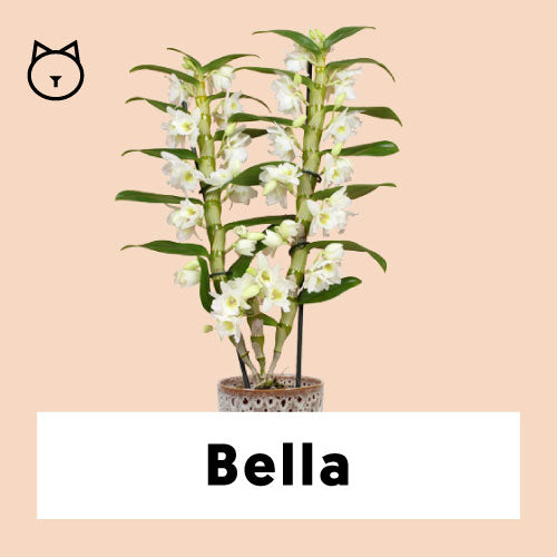 Dendrobium