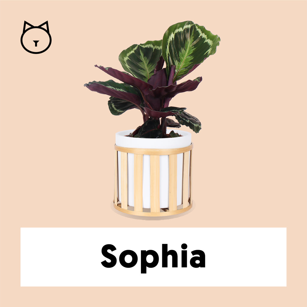 korbmarante - calathea 'medallion' Calathea Medallion (Korbmarante) (S) kaufen? | Sophia