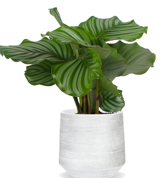 calathea orbifolia schneiden Calathea Orbifolia (Korbmarante) (S) kaufen? | Isabella