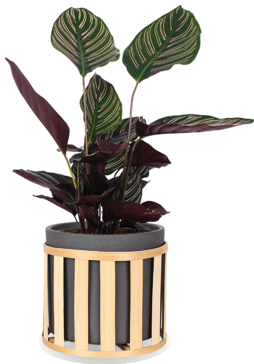 Calathea ornata (Korbmarante) (S) kaufen