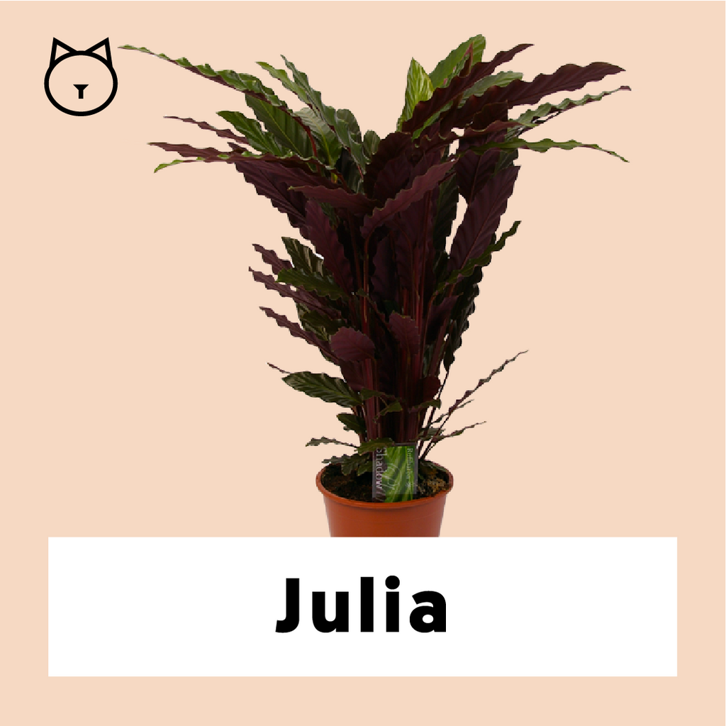 Calathea Rufibarba (Korbmarante) kaufen? | Julia