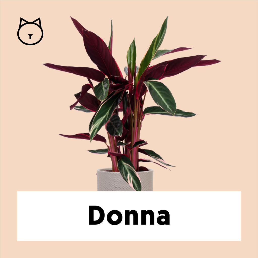 Calathea Triostar kaufen? | Donna